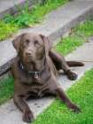 Chocolate Labrador dog portrait. Art Print